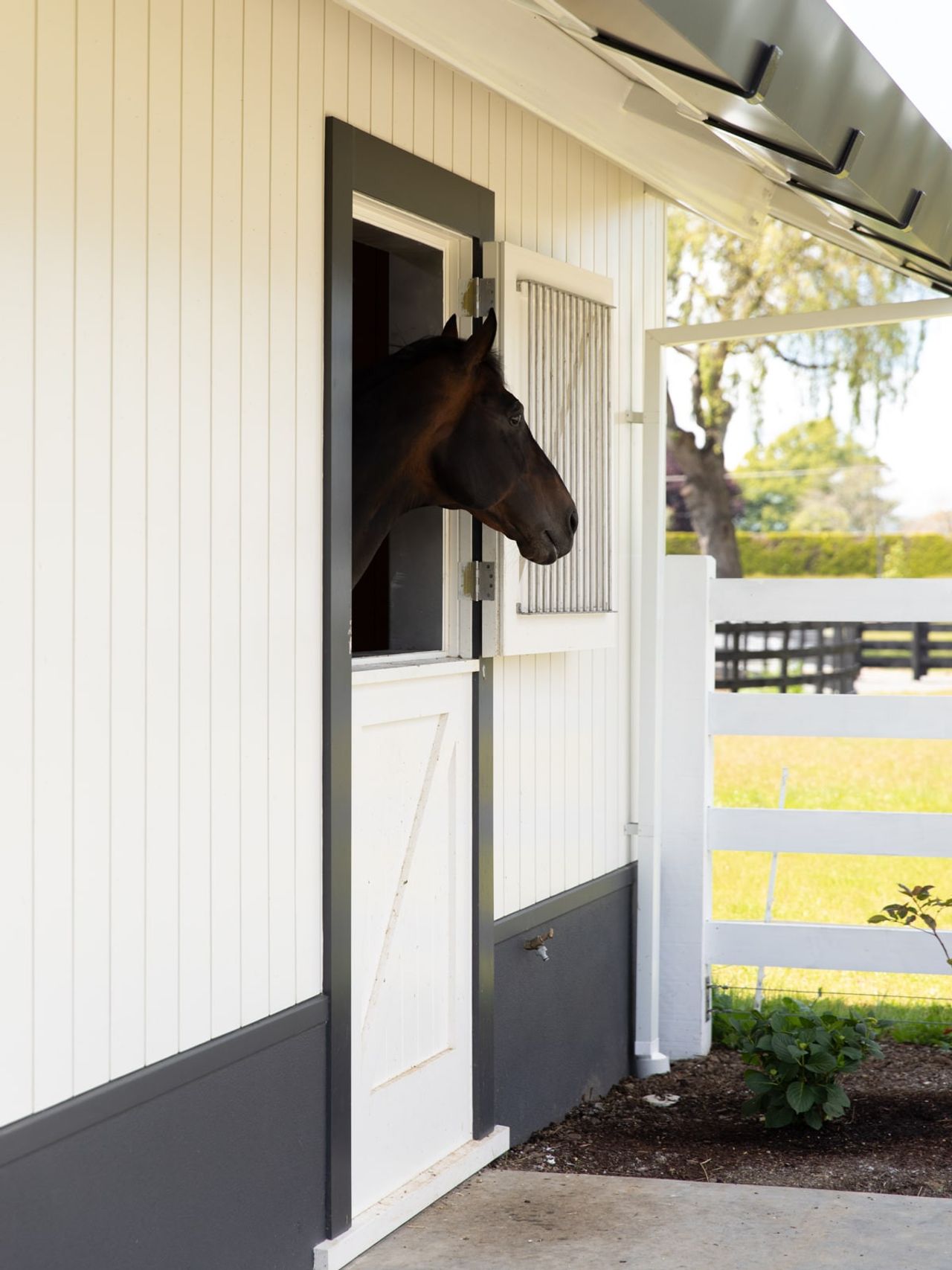 Close-up of a horse looking out from a modern stable at Cambridge Stud Farm, highlighting equine architecture designed for comfort and functionality. The stable features clean white paneling, sturdy materials, and a peaceful rural backdrop, exemplifying expert equine-focused design.