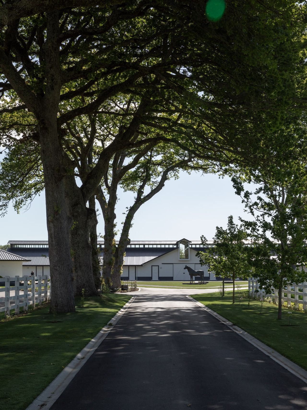 Tree-lined driveway leading to the Stallion Barn at Cambridge Stud Farm, framed by lush greenery and dappled sunlight. The view highlights the elegant equine architecture of the facility, with a horse statue and modern stables in the background, blending functionality with natural beauty.