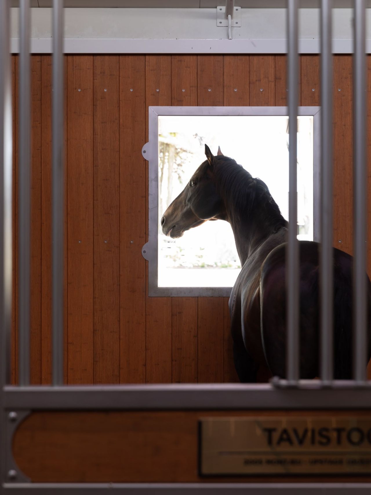 Close-up of a horse inside a stable at Cambridge Stud Farm, showcasing refined equine architecture with warm wooden paneling and a framed window for natural light. The design emphasizes comfort and care, tailored for premium horse facilities.
